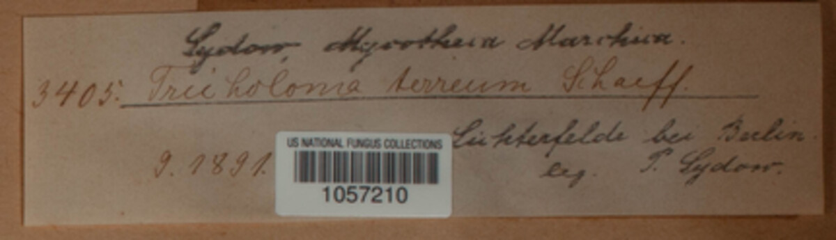 Tricholoma terreum image